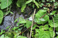 Didymocarpus meeboldii